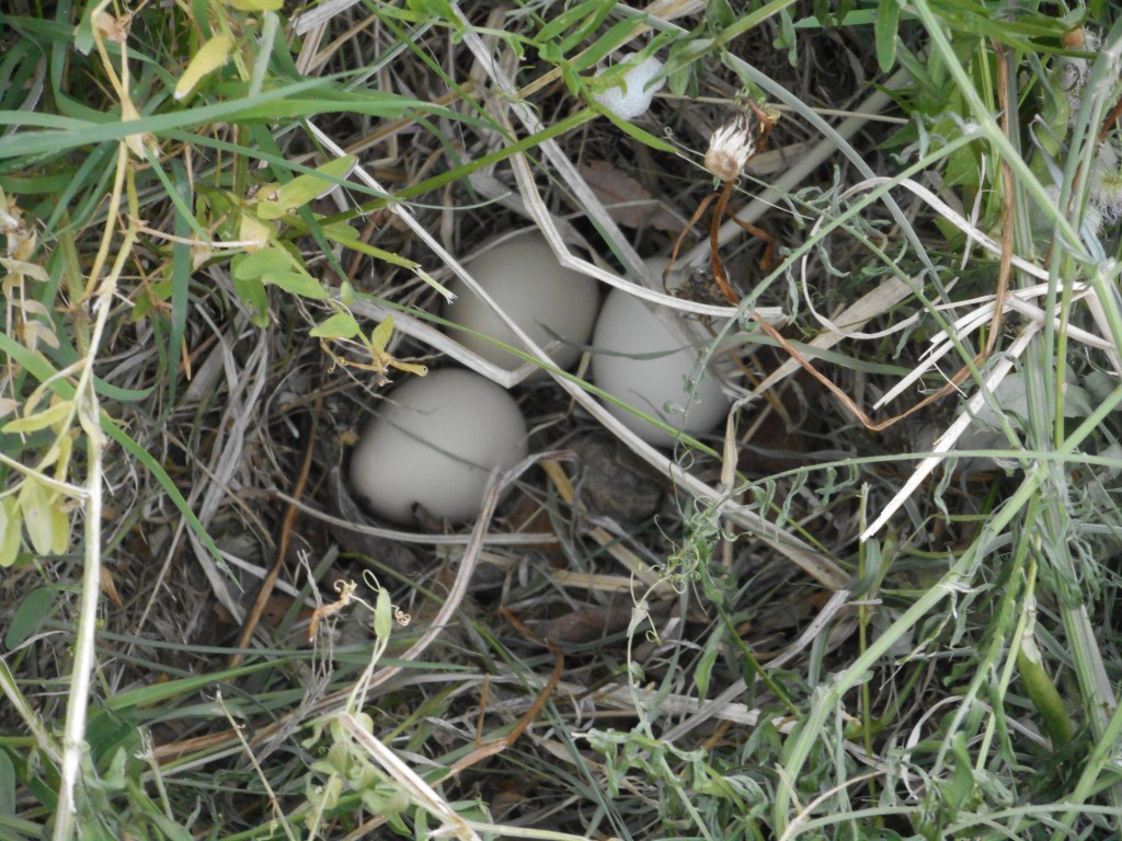 キジの卵